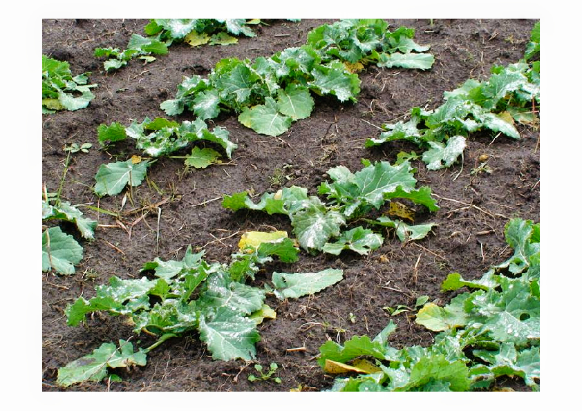 Vand ferma cu teren agricol minim 1000 ha, cladiri, utilaje agricole,vand ferma agricola,ferme agricole de vanzare.