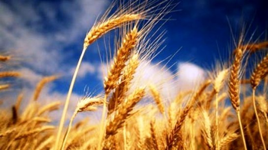 “ferme agricole de vanzare”