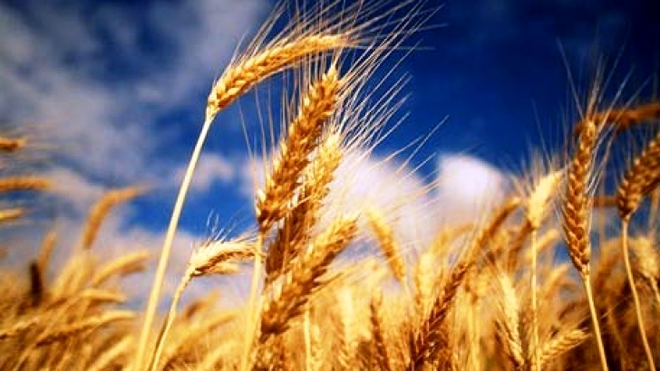 “ferme agricole de vanzare”