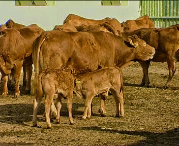 “ferme agricole de vanzare”
