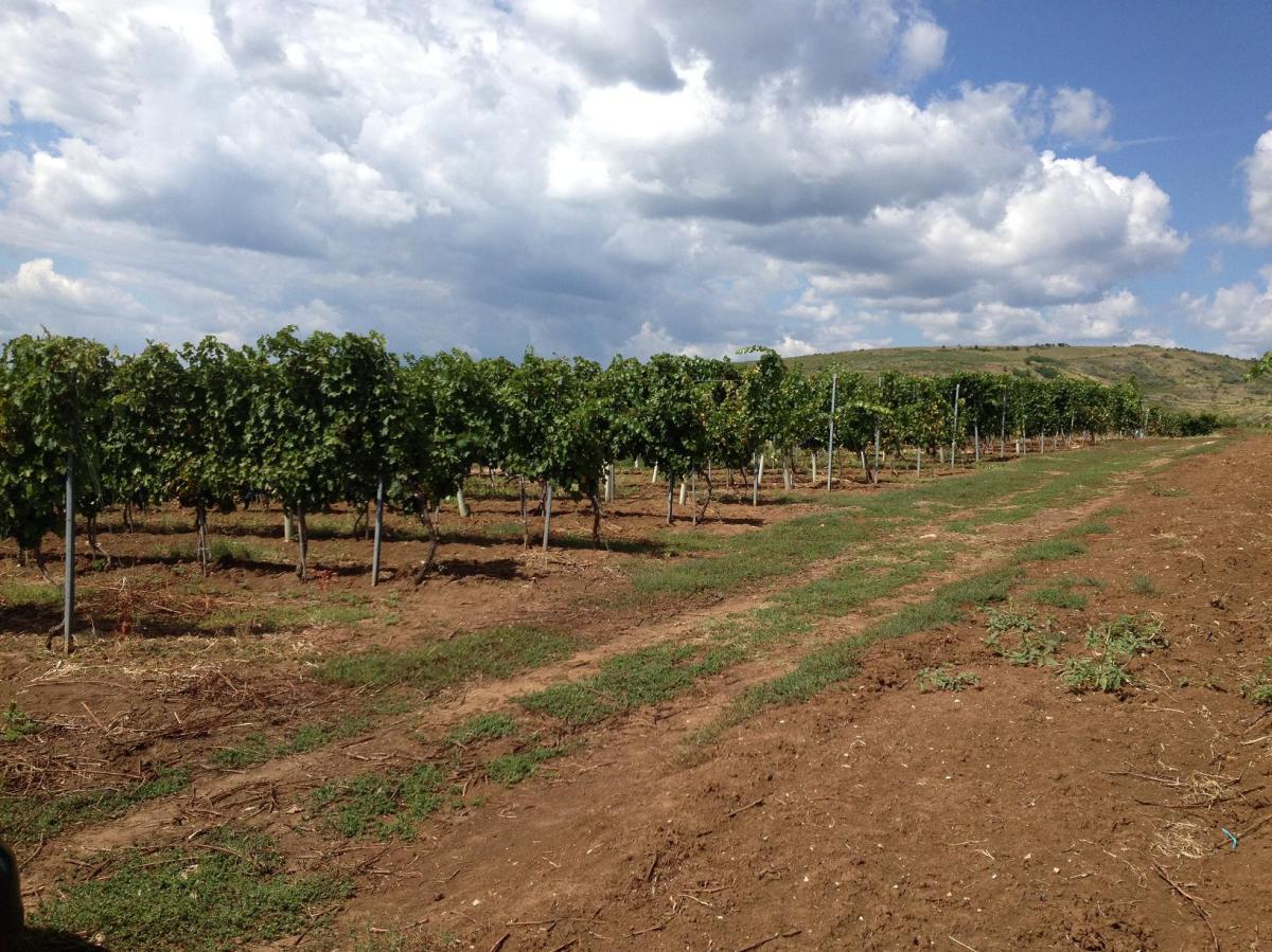 vindem terenuri viticole