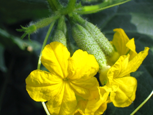 vand ferma pentru legume, 225 hectare, afacere la cheie.