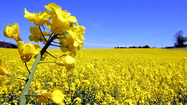 Vand ferma 2400 HA Sud Romania, 1100 hectare in proprietate, 1300 hectare in arenda, baza agricola, utilaje agricole pentru toata gama de lucrari agricole.