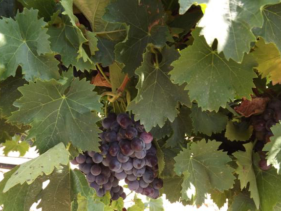 vand ferma viticola,ferma viticola de vanzare, vand ferme viticole,vindem ferme viticole,vand domeniu viticol