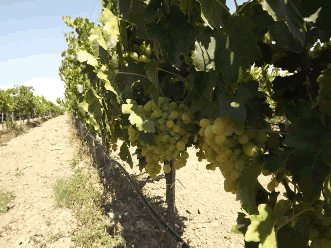 domeniu viticol de vanzare,vand combinat vini-viticol,vand crama, vand ferma vini-viticola