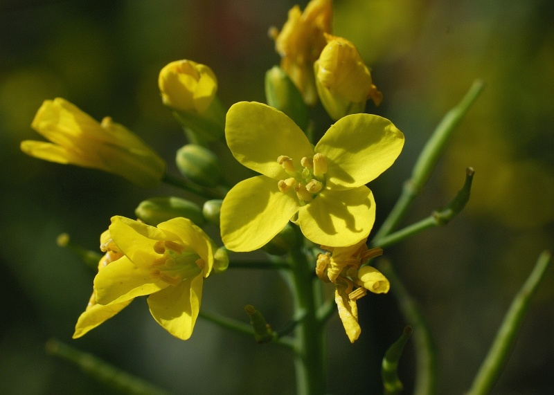 vindem teren agricol,vindem terenuri agricole,vindem teren arabil,vindem terenuri arabile,vand teren,vanzari terenuri