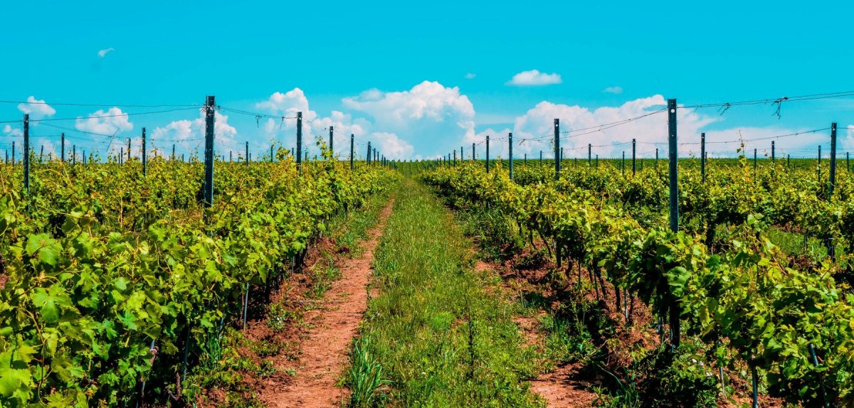 vand ferma viticola ecologica